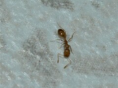 Monomorium pharaonis