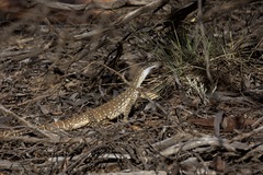 Varanus gouldii