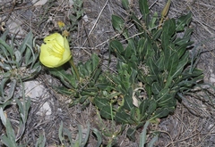 Oenothera howardii