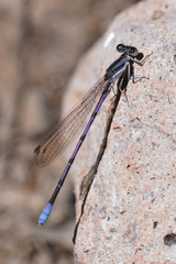Argia hinei