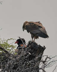 Terathopius ecaudatus