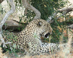 Panthera pardus pardus