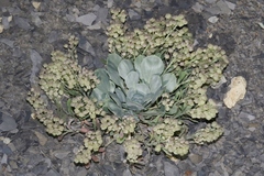 Physaria bellii