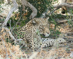 Panthera pardus pardus