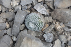 Mammillaria perbella