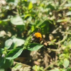 Bombus atripes