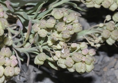 Physaria bellii