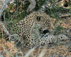 Panthera pardus pardus