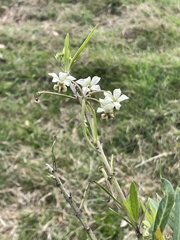 Gomphocarpus