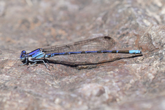 Argia extranea