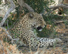 Panthera pardus pardus