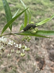 Gomphocarpus