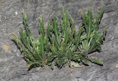 Oenothera howardii
