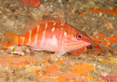 Hypoplectrodes maccullochi