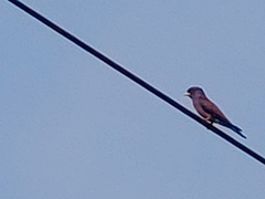 Eurystomus glaucurus