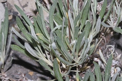 Eriogonum brevicaule