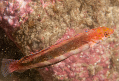 Eupetrichthys angustipes