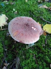 Amanita rubescens