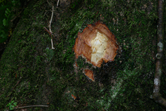 Cryptocarya liebertiana image