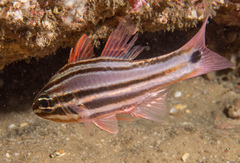 Ostorhinchus limenus