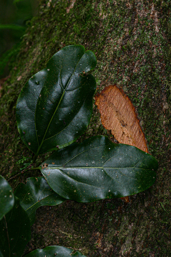 Cryptocarya liebertiana image