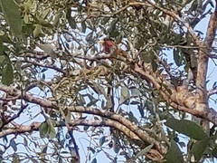 Eurystomus glaucurus