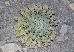 Physaria bellii