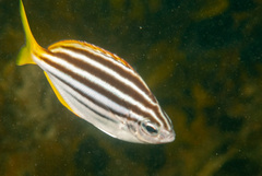 Atypichthys strigatus