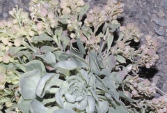 Physaria bellii