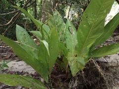 Anthurium fatoense image