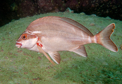 Morwong fuscus
