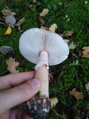 Amanita rubescens