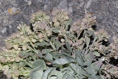 Physaria bellii