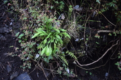 Iostephane heterophylla