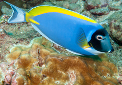 Acanthurus leucosternon