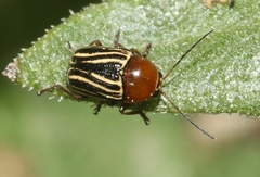 Cryptocephalus