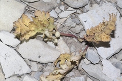 Cymopterus glomeratus