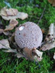 Amanita rubescens