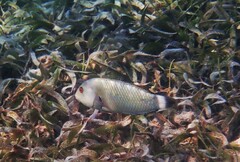 Novaculichthys taeniourus