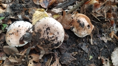 Hebeloma