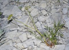 Harbouria trachypleura