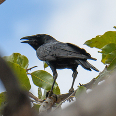 Corvus orru