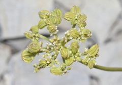 Harbouria trachypleura