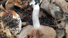 Hebeloma