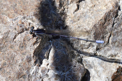 Argia hinei