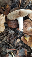 Hebeloma