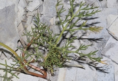Harbouria trachypleura