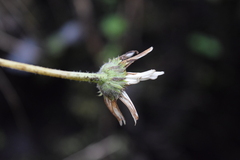 Iostephane heterophylla