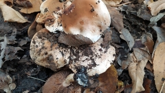 Hebeloma