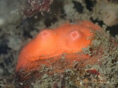 Cnemidocarpa finmarkiensis